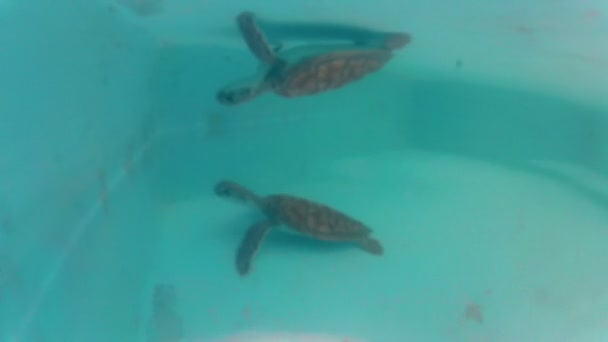 Vatten sköldpadda simma — Stockvideo