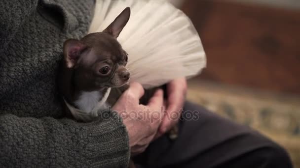 Câine maro mic în rochie de mireasă — Videoclip de stoc