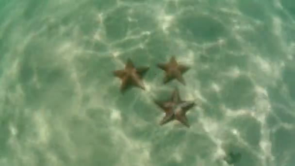 Drie starfish onderwater — Stockvideo