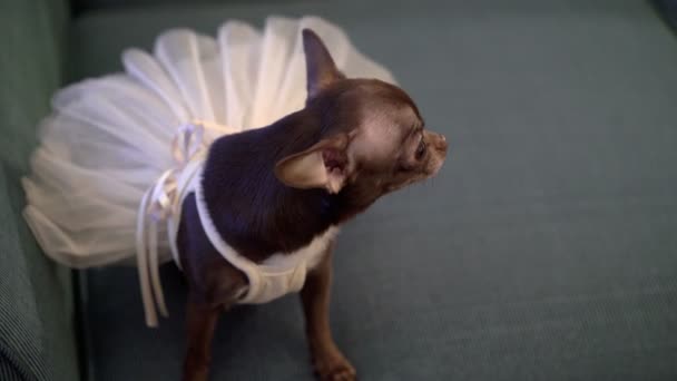 Pequeño perro marrón en vestido de novia — Vídeos de Stock