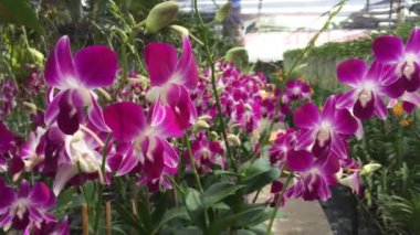 Çiftlikte orkide bitki