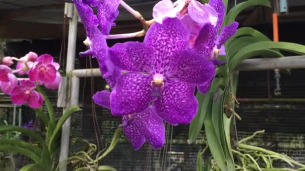 Orkidén växt på gård — Stockvideo