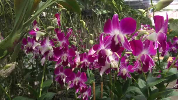 Planta orquídea en granja — Vídeos de Stock