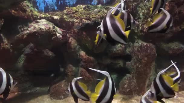在水族馆的鱼 — 图库视频影像