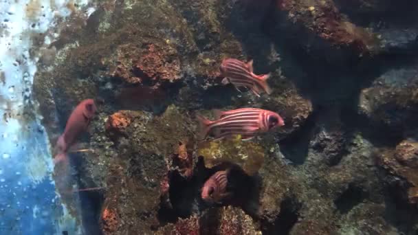 在水族馆的鱼 — 图库视频影像