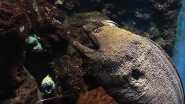 Belut moray di akuarium — Stok Video