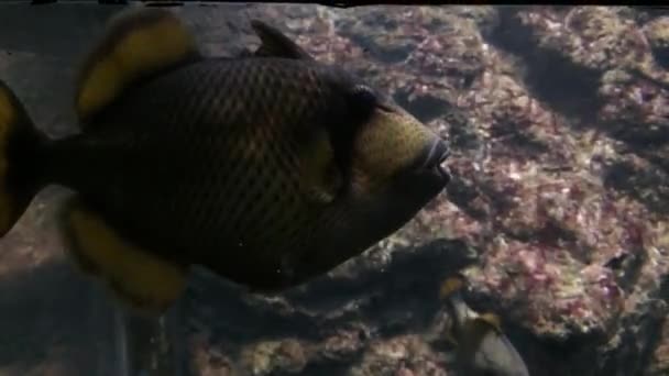 Moray węgorzy w akwarium — Wideo stockowe