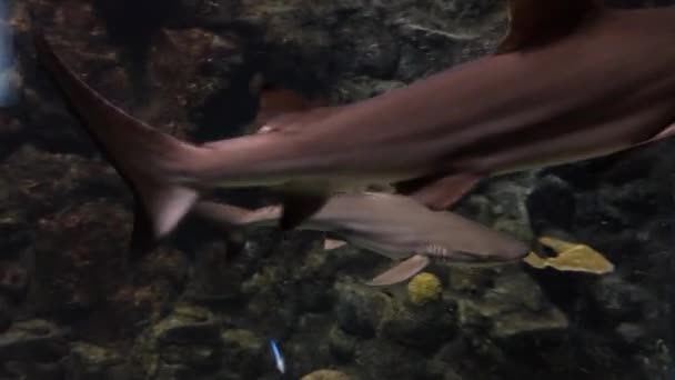 Requins en aquarium — Video