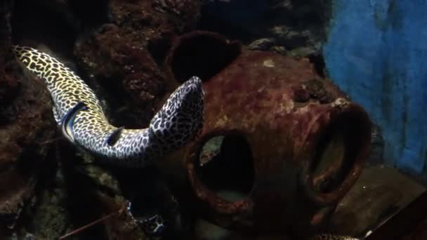 Moray leopard eel in aquarium — Stock Video