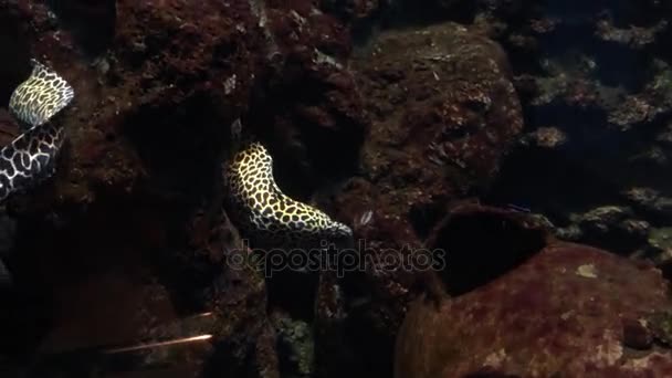 Moray leopardo anguila en acuario — Vídeo de stock