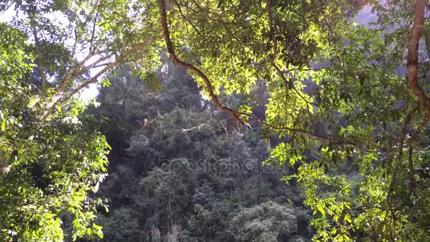Arbres forestiers à la lumière du soleil 