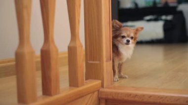 Merdiven yakınındaki küçük köpek