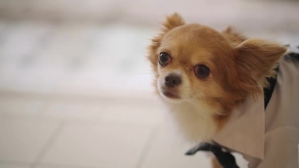 Маленькая собака в праздничном костюме — стоковое видео