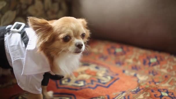 Petit chien en costume de célébration — Video