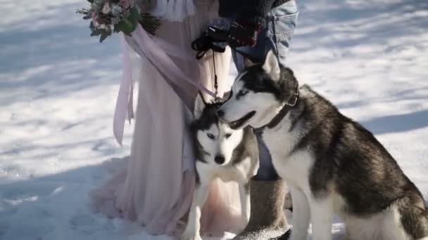 Mężczyzna i kobieta z dwoma psami husky — Wideo stockowe