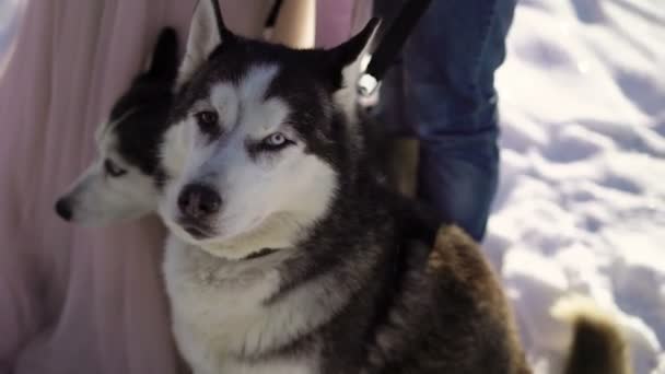 Homme et femme avec deux chiens husky — Video