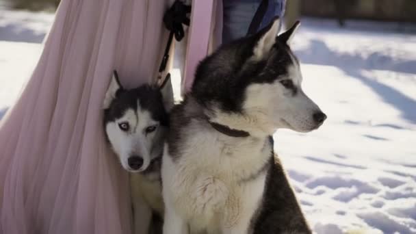 Mężczyzna i kobieta z dwoma psami husky — Wideo stockowe