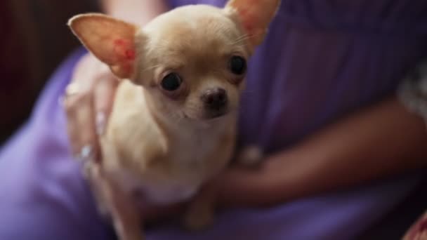 Junge Frau mit Chihuahua — Stockvideo