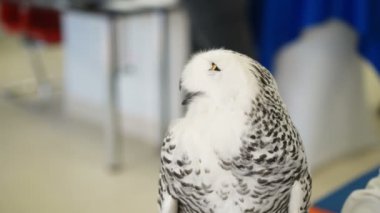 Beyaz kutup baykuşu