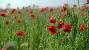 Gelincik tarlasında genç bir kadın