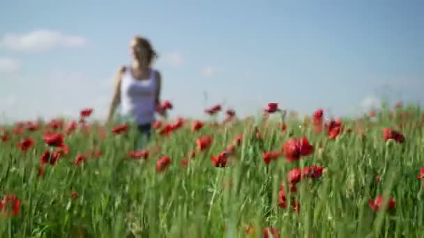 Young woman in poppy field — Stock Video