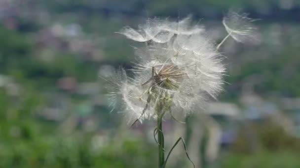 Dandelion dan angin — Stok Video