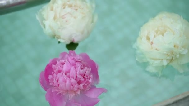 Roze en witte pioenrozen in water — Stockvideo