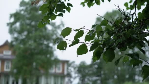 Листья деревьев после дождя — стоковое видео