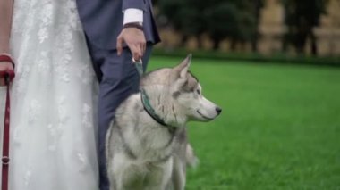 Gelin ve damat husky köpekleri ile