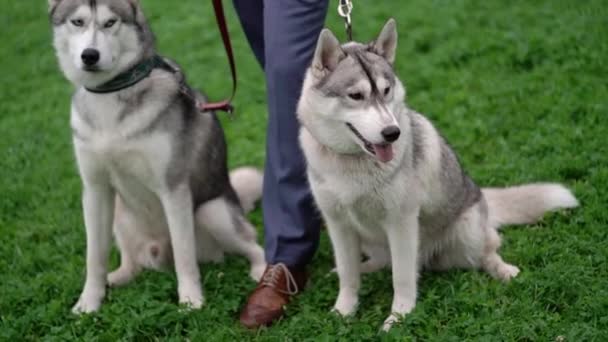 허스키 강아지와 사람 — 비디오