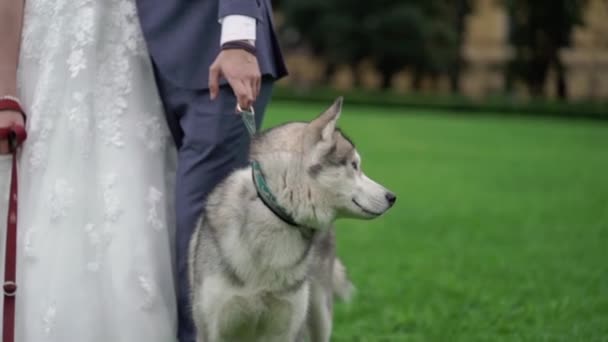 Noiva e noivo com cães husky — Vídeo de Stock