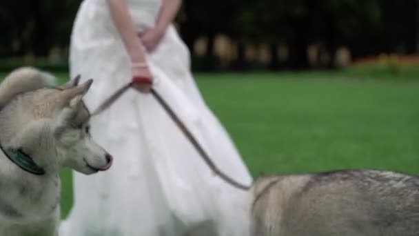 Menyasszony, husky kutyák — Stock videók