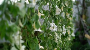 Çiçek dekorasyonu ile yaklaşık