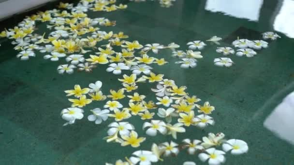 White and yellow flowers in swimming pool — Stock Video