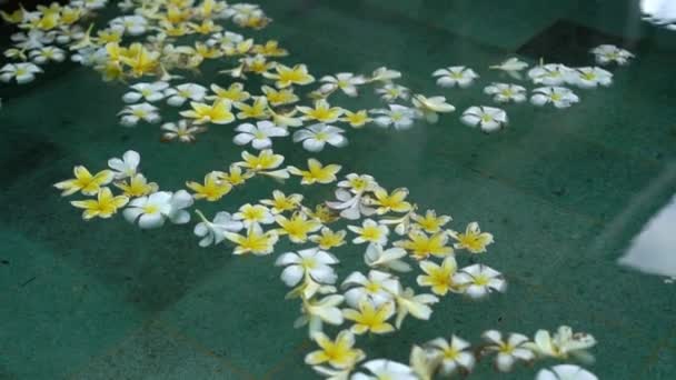 Vita och gula blommor i poolen — Stockvideo