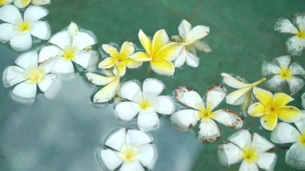 Witte en gele bloemen in zwembad — Stockvideo