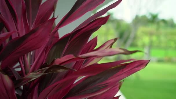 Hojas de plantas rojas tropicales — Vídeos de Stock