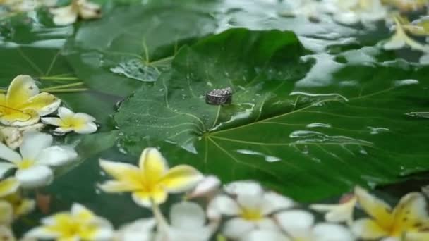 Trouwringen op bloemen in het water — Stockvideo