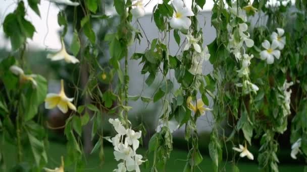 花の装飾のつる植物 — ストック動画