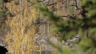 Köknar ağacı güneşli gün