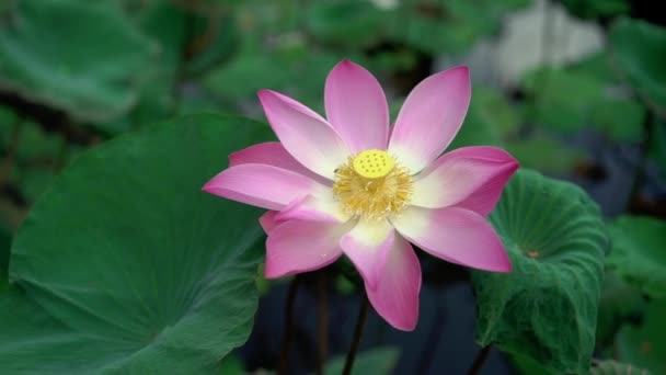 Mooie roze lotus — Stockvideo