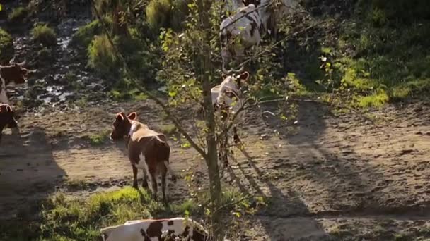 Krowy, chodzenie w pobliżu jeziora — Wideo stockowe