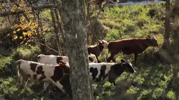 Vaches marchant près du lac 