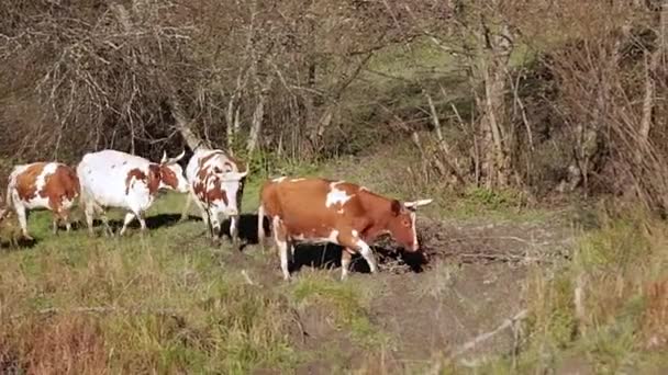 Vaches marchant près du lac — Video