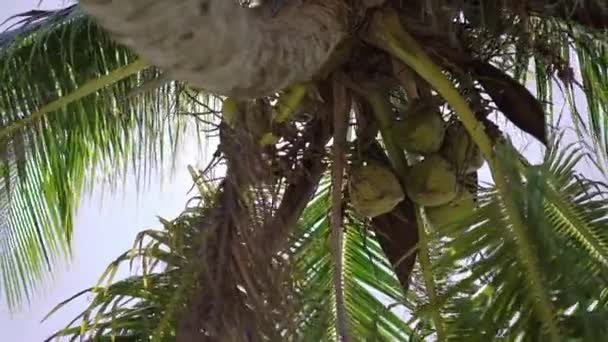 Kokosnötter på palm tree — Stockvideo