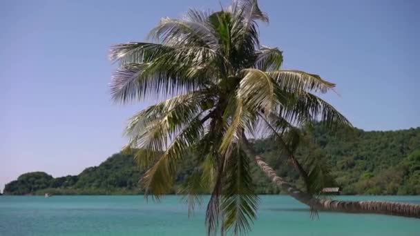 Coconuts palm tree — Stock Video