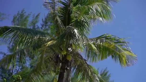 Noix de coco au palmier — Video