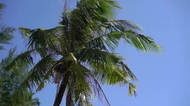 Kokosnøtter i palmen – stockvideo