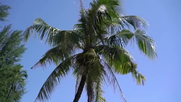 Coconuts at palm tree — Stock Video