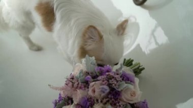 Kokulu beyaz küçük köpek